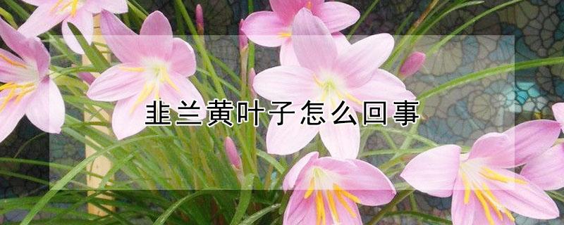 韭兰黄叶子怎么回事 韭兰黄叶子怎么回事啊
