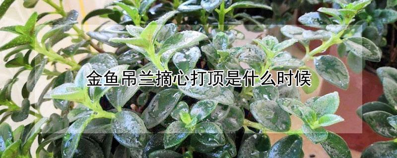 金鱼吊兰摘心打顶是什么时候（金鱼吊兰什么时候摘心比较合适）