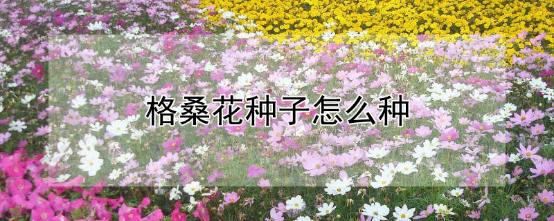 格桑花种子怎么种（格桑花种子怎么种植）