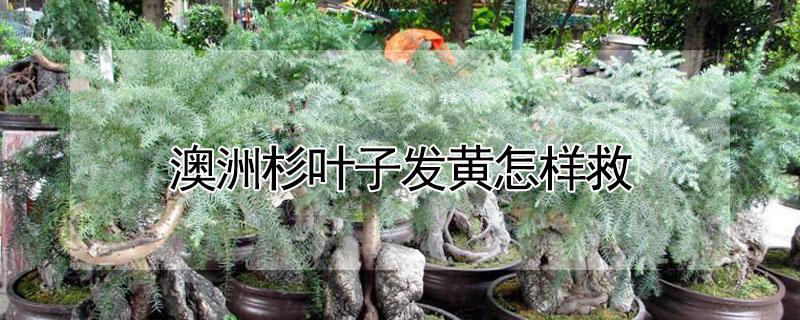 澳洲杉叶子发黄怎样救（澳洲杉叶子发黄怎样救活）