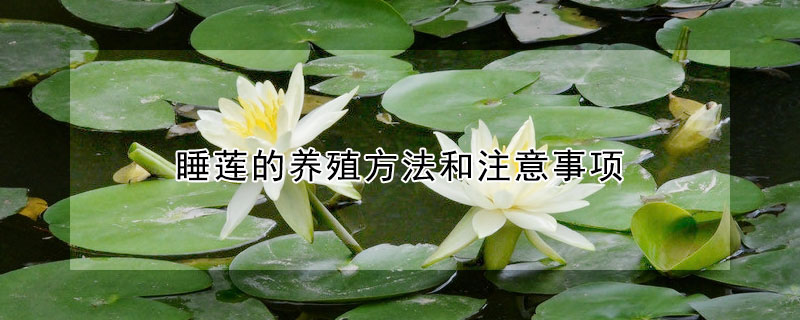 睡莲的养殖方法和注意事项（睡莲的养殖方法和注意事项视频）