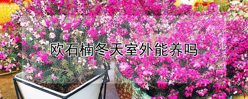 欧石楠冬天室外能养吗 欧石楠冬天室外能养吗