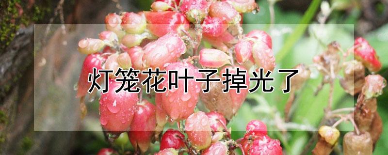 灯笼花叶子掉光了（灯笼花叶子掉光了只剩光杆了怎么办）