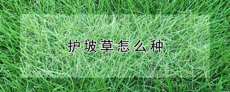 护坡草怎么种 护坡草怎么种不掉草籽