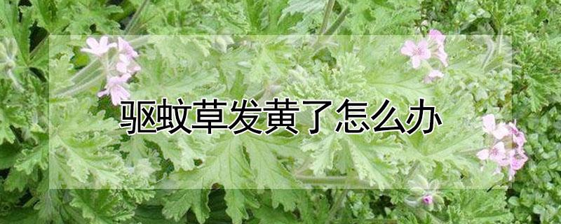 驱蚊草发黄了怎么办（驱蚊草黄了叶子黄了怎么办）
