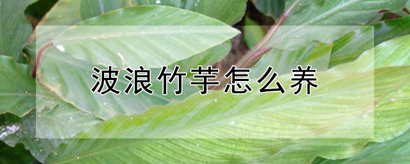 波浪竹芋怎么养（波浪竹芋怎么养护浇水了）