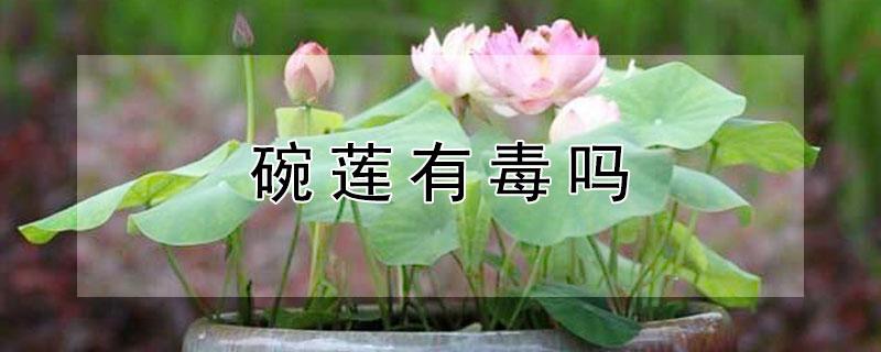 碗莲有毒吗（碗莲有毒吗 适合室内养吗）