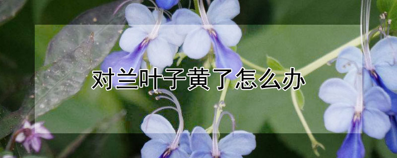 对兰叶子黄了怎么办（对兰花叶子发黄是什么原因）