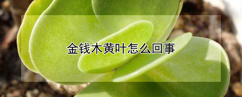 金钱木黄叶怎么回事（金钱木黄叶子怎么回事）
