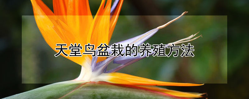 天堂鸟盆栽的养殖方法 天堂鸟什么属相不能养