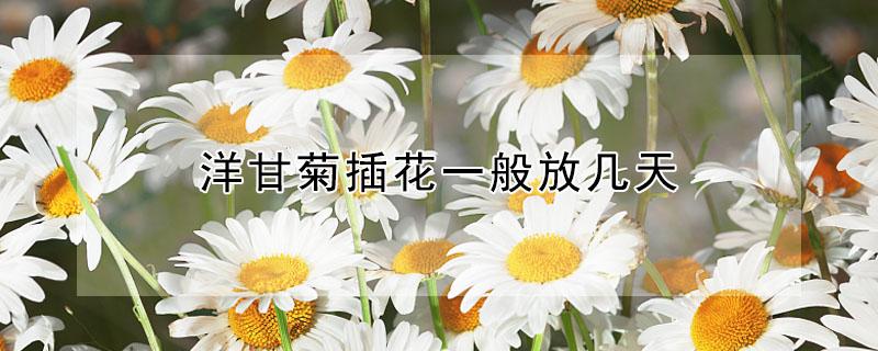 洋甘菊插花一般放几天 洋甘菊插花一般放几天才能开花