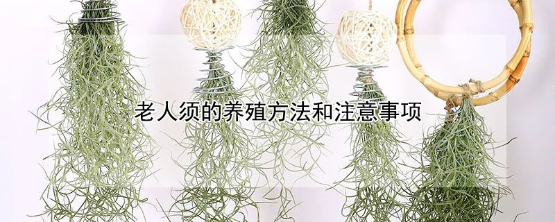 老人须的养殖方法和注意事项（老人须怎么养长得快）