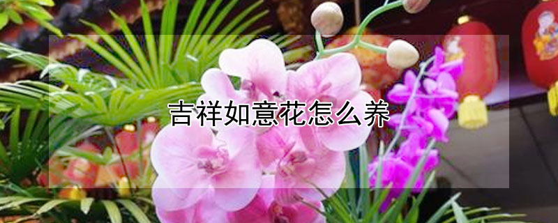 吉祥如意花怎么养（吉祥如意花怎么养才能开花）