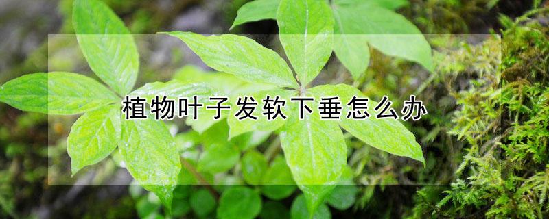 植物叶子发软下垂怎么办（花叶下垂了什么原因怎么补救）