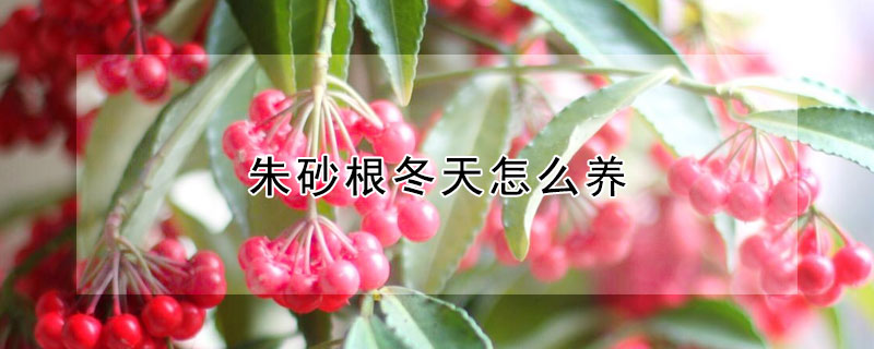 朱砂根冬天怎么养（朱砂根冬天怎么养护）