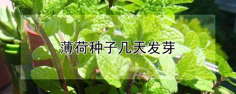 薄荷种子几天发芽 食用薄荷和不可食用薄荷怎么区分