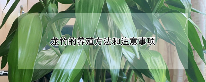 龙竹的养殖方法和注意事项（土培龙竹的养殖方法和注意事项）