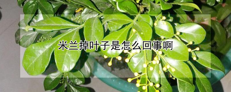 米兰掉叶子是怎么回事啊 吊兰怎么养才能更旺盛
