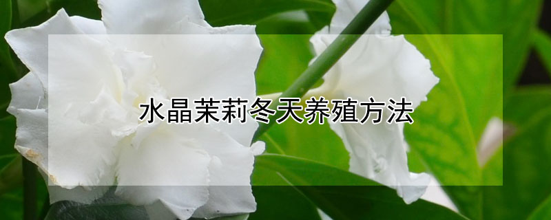 水晶茉莉冬天养殖方法 水晶茉莉冬天养殖方法视频