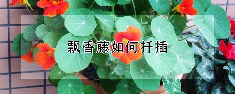 飘香藤如何扦插（飘香藤如何扦插?）