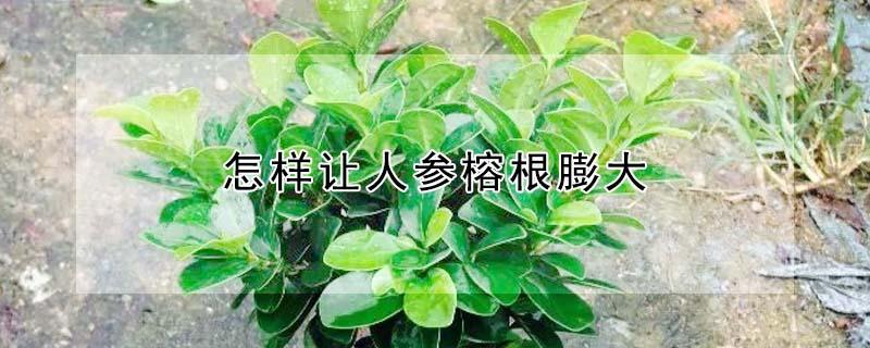 怎样让人参榕根膨大 人参榕怎么养根