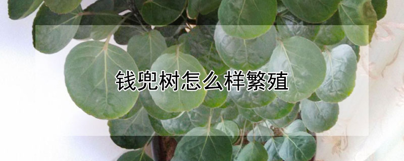 钱兜树怎么样繁殖 钱兜树怎么样繁殖视频