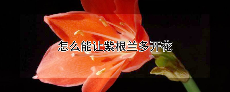 怎么能让紫根兰多开花（怎么能让紫根兰多开花呢）