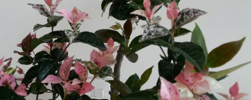 花叶络石怎么养粉红色 花叶络石怎么养出彩色