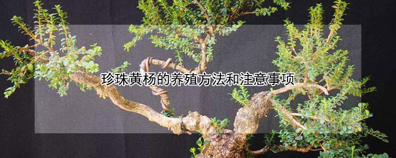 珍珠黄杨的养殖方法和注意事项（珍珠黄杨下山桩盆景养殖方法）