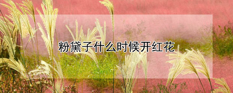 粉黛子什么时候开红花 粉黛什么时候开花时间