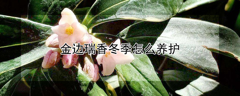 金边瑞香冬季怎么养护（金边瑞香冬季养护方法）