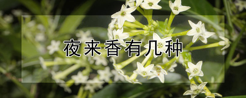 夜来香有几种（夜来香有几种和各种图片）