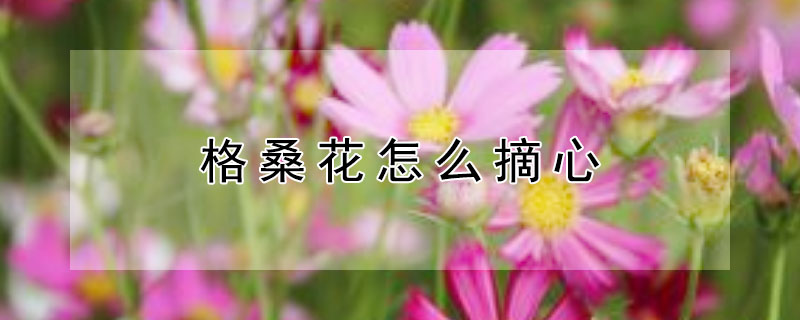 格桑花怎么摘心 格桑花怎么摘心图片