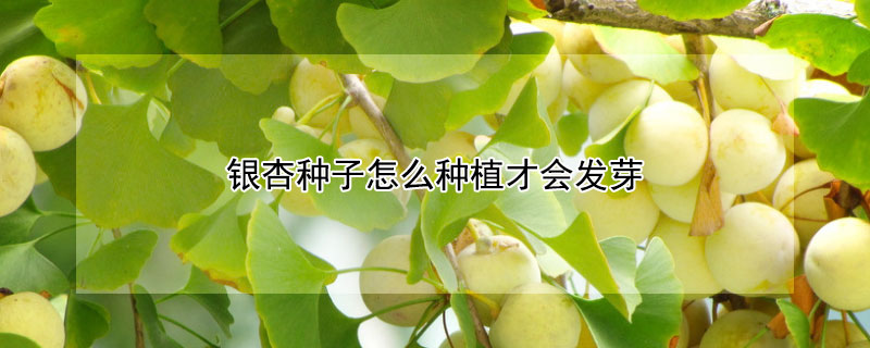 银杏种子怎么种植才会发芽 银杏种子怎么种植才会发芽秋季