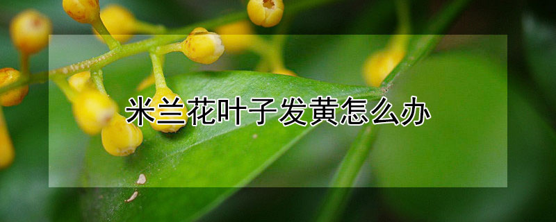 米兰花叶子发黄怎么办（米兰花叶子变黄怎么办）