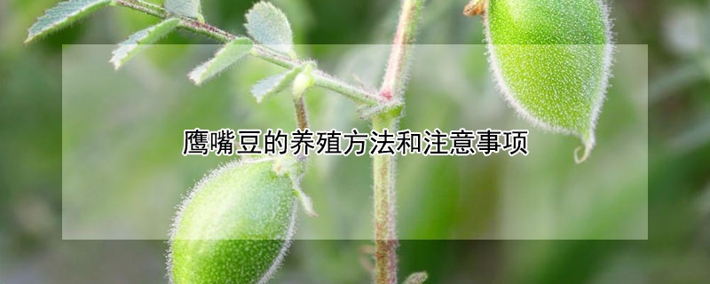 鹰嘴豆的养殖方法和注意事项 鹰嘴豆的养殖方法和注意事项图片