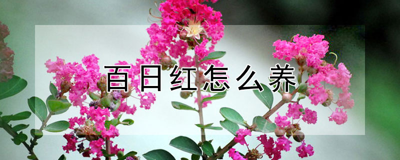 百日红怎么养 百日红怎么养护