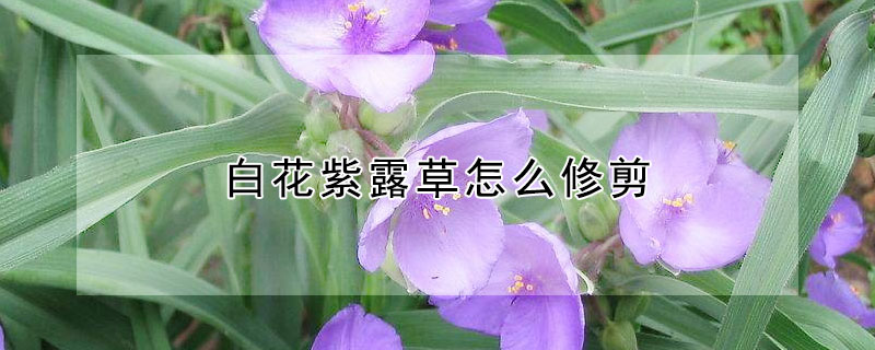 白花紫露草怎么修剪（白花紫露草怎么修剪枝条）