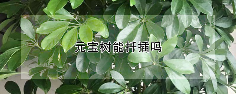 元宝树能扦插吗（元宝树能扦插吗视频）