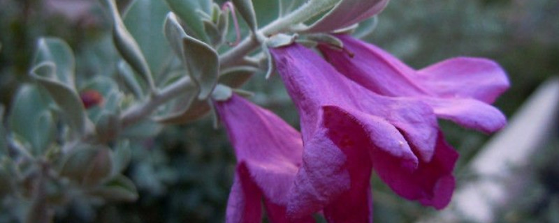 红花玉芙蓉怎么扦插 红花玉芙蓉怎么养