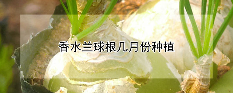 香水兰球根几月份种植（香水兰根怎么种）
