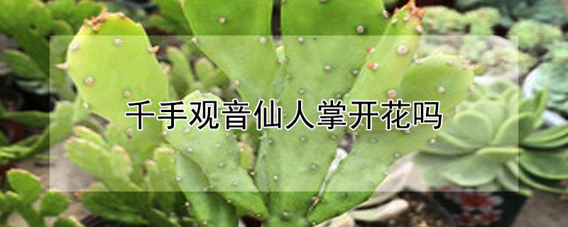 千手观音仙人掌开花吗（千手观音仙人掌开花吗有毒吗）