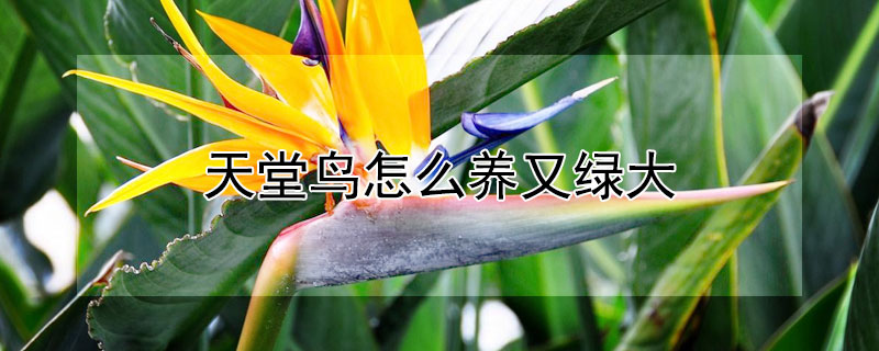 天堂鸟怎么养又绿大 天堂鸟怎么养又绿大视频