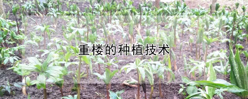 重楼的种植技术（重楼的种植技术与栽培）