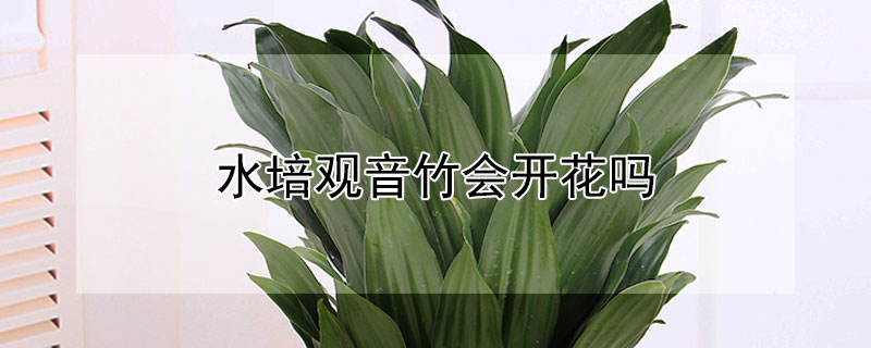 水培观音竹会开花吗（水培观音竹可以活多久?）