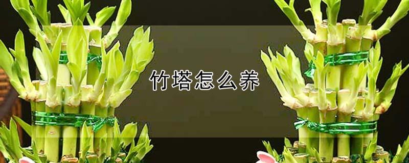 竹塔怎么养 竹塔怎么养 鱼粪便