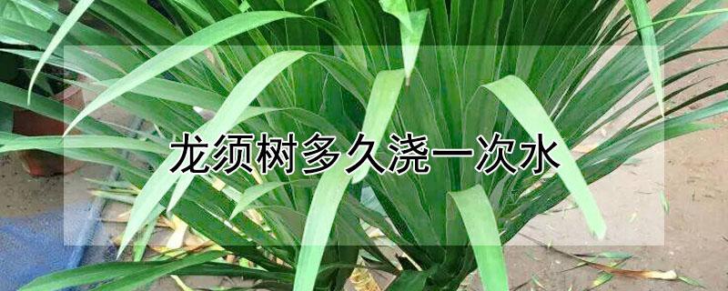 龙须树多久浇一次水 龙须树多久浇一次水龙须铁怎么养护
