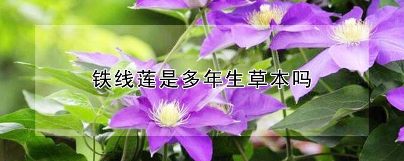 铁线莲是多年生草本吗 铁线莲是多年生草本吗怎么养