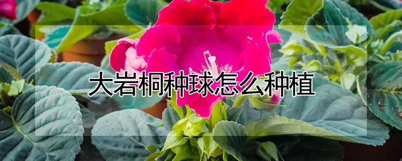 大岩桐种球怎么种植（大岩桐种球怎么种植方法）
