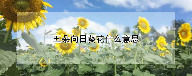 五朵向日葵花什么意思（五朵向日葵花语是什么意思）